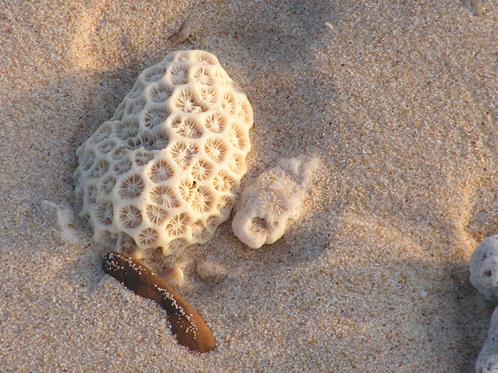 from the reef