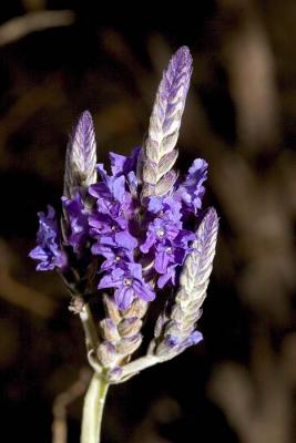 purpleflower2.jpg