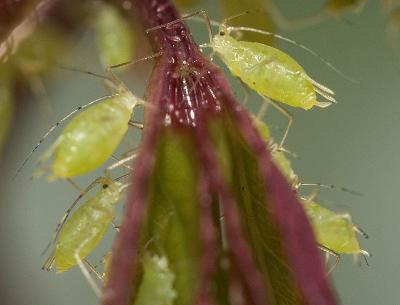 aphids.jpg