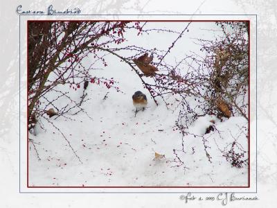 Female Eastern Bluebird - 014