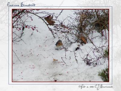 Female Eastern Bluebird - 015