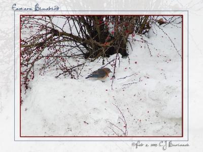 Female Eastern Bluebird - 017