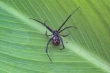 Black Widow Spider II