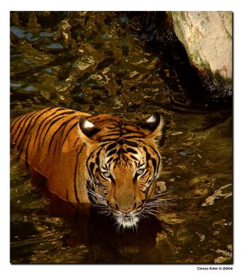 Fort Worth Zoo. IndoChinese/Malayan Tiger..jpg