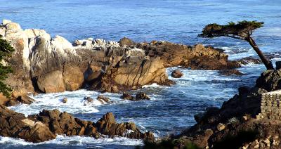 Famous Carmel Cypress I