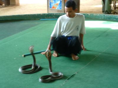 Thailand snake charmer