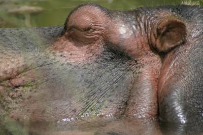 sleeping Hippo