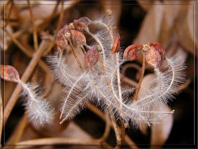Feathered Seeds