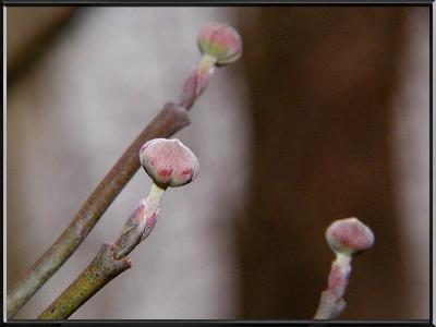 Dogwood Buds