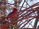 Cardinal