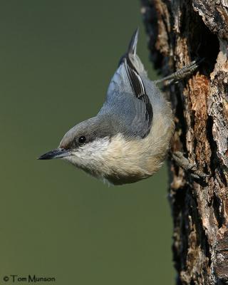 Pygmy Nuthatch