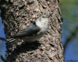 White-breasted Nuthatch