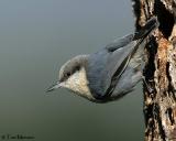 chickadees__nuthatches