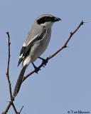 Loggerhead Shrike