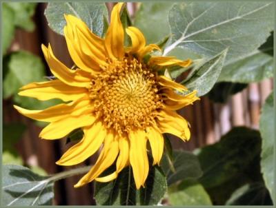 The first sunflower in my garden this year