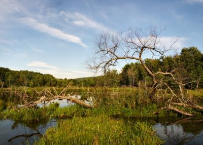 the pond at BU - looking east