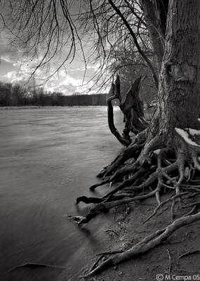 rooted on the river