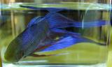 beta fish
