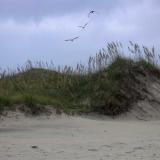 birds and dune