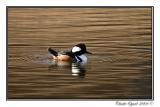 Hooded Merganser