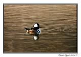 Hooded Merganser