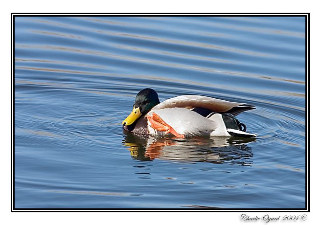 Mallard Drake...