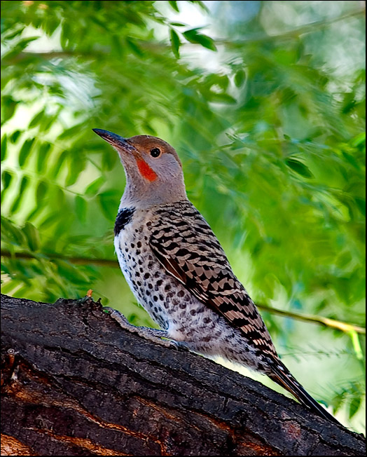 Northern Flicker...