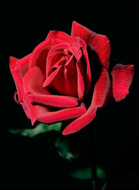 My Last Rose...