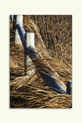 Beach grass and weathered fence at Reid State Park.