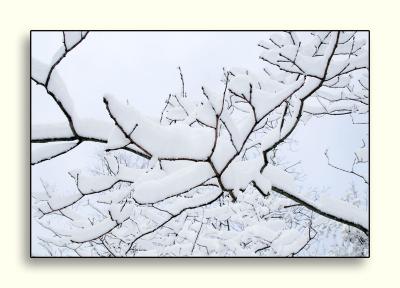 fluffy snow on trees...