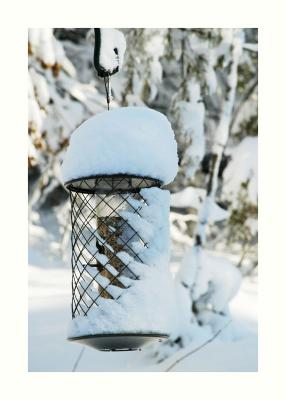 u40/cokids/medium/26318009.BirdFeeder.jpg