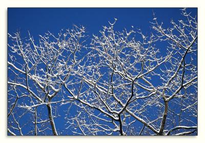 makes trees look like jewels against the blue sky!
