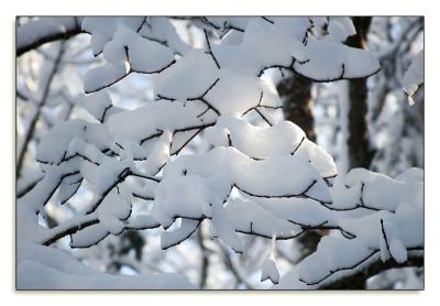 Twigs and snow make for interesting patterns.