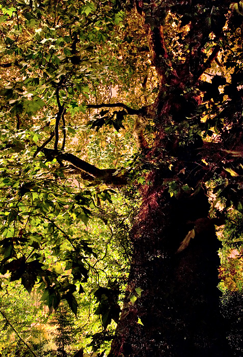 Darwin Tree
