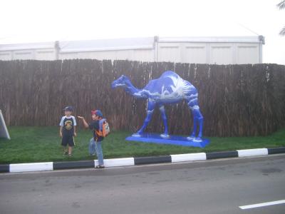 Dubai Camel in the MIst
