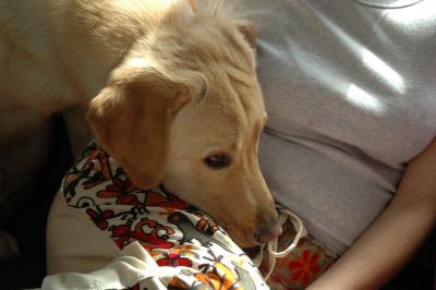 Lapdog