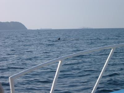 Whale in Oman