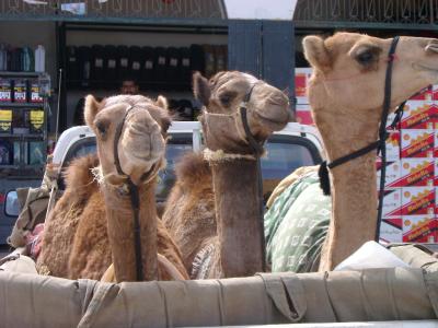 Camels in a pick-up