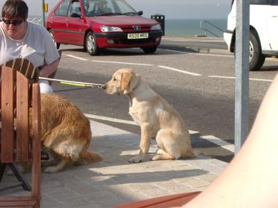 Guidedogs for the blind
