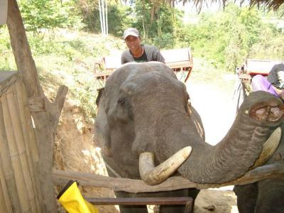 Elephant wants bananas, NOW!