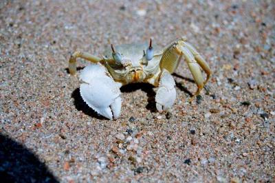 crab in Hurghada.jpg