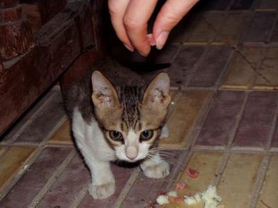 u40/corrina/medium/26032191.Kitty.jpg