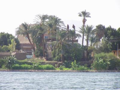 Nile bank Luxor.JPG