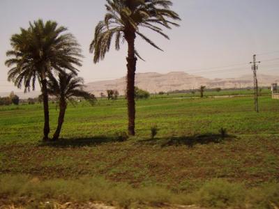 Green areas near Luxor.JPG