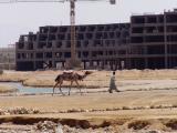 Camel owner in Hurghada.jpg