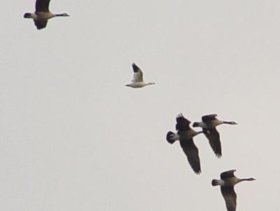 DSC04579_crop.JPG