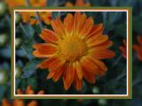 dsc08058_border.jpg