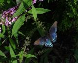 DSC08459.jpg