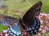 DSC08476.JPG