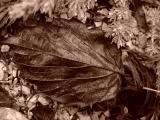 DSC00888.JPG